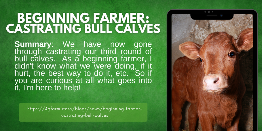 Beginning Farmer: Castrating Bull Calves