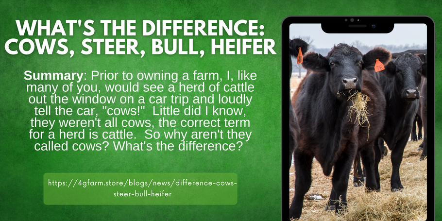 What's the Difference: Cows, Steer, Bull, Heifer