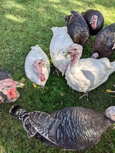 Load image into Gallery viewer, Pastured Turkey - Whole Bird