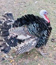Load image into Gallery viewer, Pastured Turkey - Whole Bird
