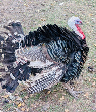 Load image into Gallery viewer, Pastured Turkey - Whole Bird