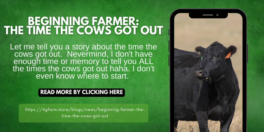 Beginning Farmer: The Time the Cows Got Out