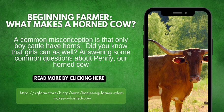 Beginning Farmer: What Makes a Horned Cow?