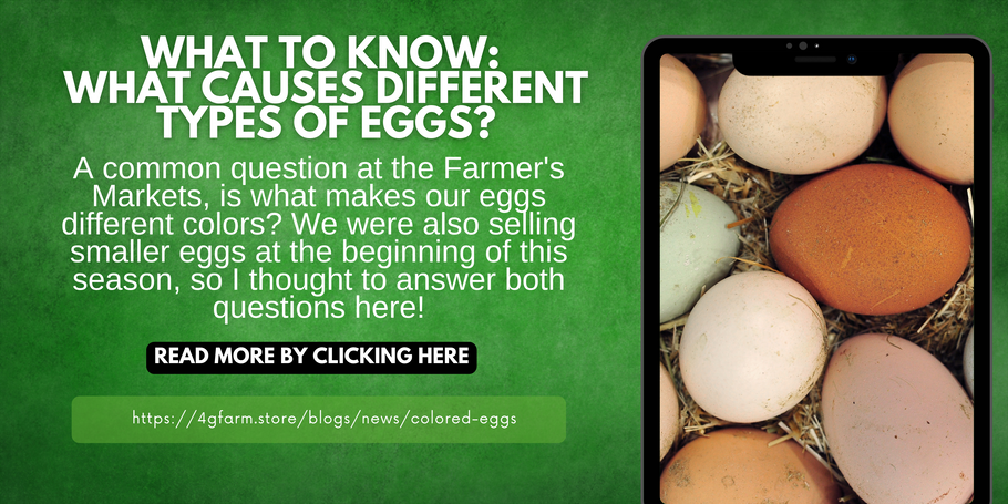 What to Know: What Causes Different Types of Eggs?