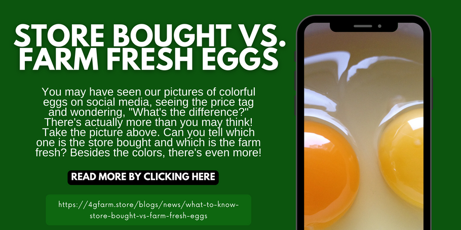 What to Know: Store Bought vs. Farm Fresh Eggs