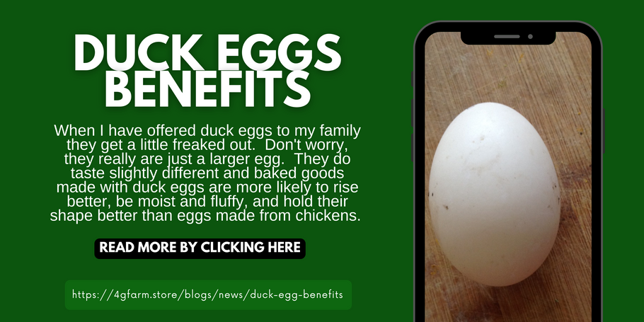 Duck Egg Benefits