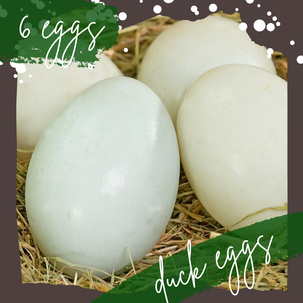 Duck Eggs: 6 eggs