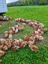 Load image into Gallery viewer, Farm Raised Whole Chicken
