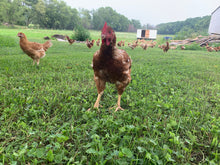 Load image into Gallery viewer, Pastured Bone-In Chicken Thighs
